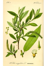Saule à trois étamines - Salix triandra - Haie champetre  - Pepiniere Alsace - Vegetal Local Nord Est - Bio - Jardin forêt comestible - fruitier - permaculture