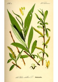Saule blanc - Salix alba - Haie champetre  - Pepiniere Alsace - Vegetal Local Nord Est - Bio - Jardin forêt comestible - fruitier - permaculture