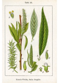 Saule fragile - Salix fragilis - Haie champetre  - Pepiniere Alsace - Vegetal Local Nord Est - Bio - Jardin forêt comestible - fruitier - permaculture