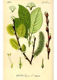 Saule marsault - Salix caprea - Haie champetre  - Pepiniere Alsace - Vegetal Local Nord Est - Bio - Jardin forêt comestible - fruitier - permaculture