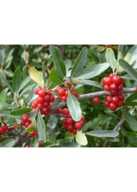 Shépherdie argentée - Shepherdia argentea - Haie champetre  - Pepiniere Alsace - Vegetal Local Nord Est - Bio - Jardin forêt comestible - fruitier - permaculture