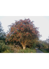 Sorbier des oiseleurs - Sorbus aucuparia - Haie champetre  - Pepiniere Alsace - Vegetal Local Nord Est - Bio - Jardin forêt comestible - fruitier - permaculture