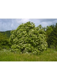 Sureau noir - Sambucus nigra - Haie champetre  - Pepiniere Alsace - Vegetal Local Nord Est - Bio - Jardin forêt comestible - fruitier - permaculture