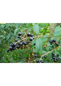 Troène commun - Ligustrum vulgare  - Haie champetre  - Pepiniere Alsace - Vegetal Local Nord Est - Bio - Jardin forêt comestible - fruitier - permaculture