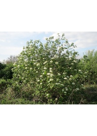 Viorne lantane - Viburnum lantana - Haie champetre  - Pepiniere Alsace - Vegetal Local Nord Est - Bio - Jardin forêt comestible - fruitier - permaculture