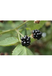 Mûrier noir – Ronce issue de variétés sauvages - Rubus fruticosus sp. 'Darrow' - Haie champetre  - Pepiniere Alsace - Vegetal Local Nord Est - Bio - Jardin forêt comestible - fruitier - permaculture