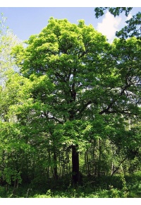 Alisier torminal - Sorbus torminalis- Haie champetre - Pepiniere Alsace - Vegetal Local Nord Est- Bio