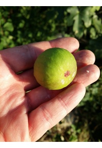 Figuier 'Türkiye' verte - Ficus carica - Haie champetre  - Pepiniere Alsace - Vegetal Local Nord Est - Bio - Jardin forêt comestible - fruitier - permaculture