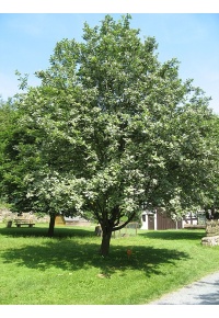 Alisier blanc - Sorbus aria - Haie champetre  - Pepiniere Alsace - Vegetal Local Nord Est - Bio - Jardin forêt comestible - fruitier - permaculture