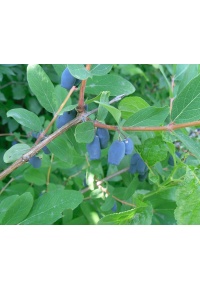 Chèvrefeuille comestible – Baie de mai ‘Kalinka’ - Lonicera kamtchatika - Haie champetre  - Pepiniere Alsace - Vegetal Local Nord Est - Bio - Jardin forêt comestible - fruitier - permaculture