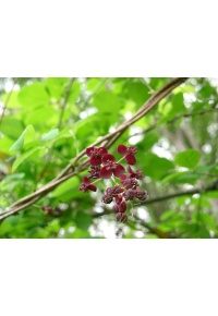 Vigne chocolat - Akébie pentaphylla - Akebia x pentaphylla - Haie champetre  - Pepiniere Alsace - Vegetal Local Nord Est - Bio - Jardin forêt comestible - fruitier - permaculture