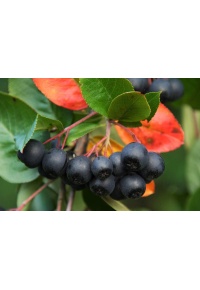 aronie_a_feuille_de_prunier_Viking_aronia_prunifolia_Viking_Haie champetre  - Pepiniere Alsace - Vegetal Local Nord Est- Bio - Jardin forêt comestible - fruitier - permaculture