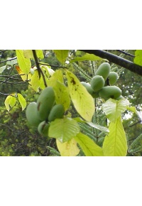 Asiminier - Asiminia triloba - Haie champetre  - Pepiniere Alsace - Vegetal Local Nord Est - Bio - Jardin forêt comestible - fruitier - permaculture