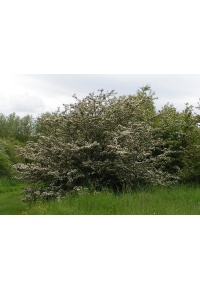 Aubépine monogyne - Crataegus monogyna  - Haie champetre  - Pepiniere Alsace - Vegetal Local Nord Est - Bio - Jardin forêt comestible - fruitier - permaculture