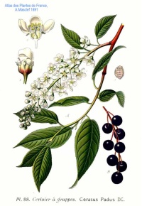 Cerisier à grappe - Prunus padus - Haie champetre  - Pepiniere Alsace - Vegetal Local Nord Est - Bio - Jardin forêt comestible - fruitier - permaculture