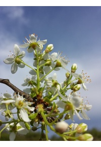 Cerisier de Sainte-Lucie - Prunus mahaleb - Haie champetre  - Pepiniere Alsace - Vegetal Local Nord Est - Bio - Jardin forêt comestible - fruitier - permaculture