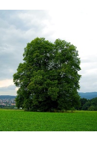 Charme - Carpinus betulus - Haie champetre  - Pepiniere Alsace - Vegetal Local Nord Est - Bio - Jardin forêt comestible - fruitier - permaculture