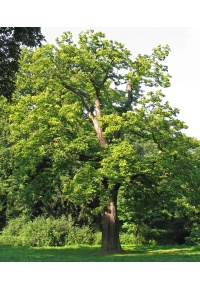 Châtaignier - Castanea sativa - Haie champetre  - Pepiniere Alsace - Vegetal Local Nord Est - Bio - Jardin forêt comestible - fruitier - permaculture