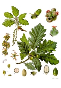 Chêne sessile - Quercus petraea - Haie champetre  - Pepiniere Alsace - Vegetal Local Nord Est - Bio - Jardin forêt comestible - fruitier - permaculture