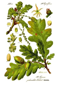 Chêne pédonculé - Quercus robur - Haie champetre  - Pepiniere Alsace - Vegetal Local Nord Est - Bio - Jardin forêt comestible - fruitier - permaculture