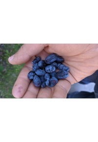Chèvrefeuille comestible – Baie de mai ‘Redwood’ - Lonicera caerulea  - Haie champetre  - Pepiniere Alsace - Vegetal Local Nord Est - Bio - Jardin forêt comestible - fruitier - permaculture