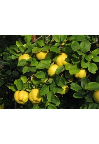 Cognassier 'Leskovac' - Cydonia oblonga - Haie champetre  - Pepiniere Alsace - Vegetal Local Nord Est - Bio - Jardin forêt comestible - fruitier - permaculture