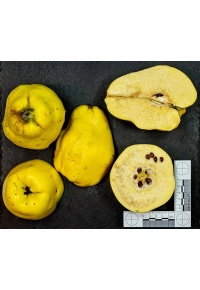 cognassier_vranja_-_cydonia_oblonga_-_pepiniere_alsace_vegetal_local_bio_-_fruit_2055085722