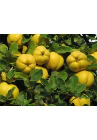 Cognassier 'Wolgogradskaja Miagkoplodnaja' - Cydonia oblonga - Haie champetre  - Pepiniere Alsace - Vegetal Local Nord Est - Bio - Jardin forêt comestible - fruitier - permaculture