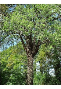 Cormier - Sorbus domestica - Haie champetre  - Pepiniere Alsace - Vegetal Local Nord Est - Bio - Jardin forêt comestible - fruitier - permaculture