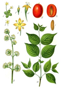 Cornouiller mâle - Cornus mas - Haie champetre  - Pepiniere Alsace - Vegetal Local Nord Est - Bio - Jardin forêt comestible - fruitier - permaculture