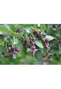 Amelanchier bas amelanchier humilis Haie champetre  - Pepiniere Alsace - Vegetal Local Nord Est- Bio - Jardin forêt comestible - fruitier - permaculture 