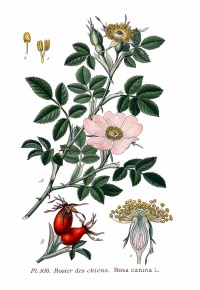 Églantier - Rosa canina - Haie champetre  - Pepiniere Alsace - Vegetal Local Nord Est - Bio - Jardin forêt comestible - fruitier - permaculture