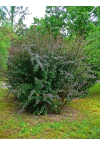Épine-vinette - Berberis vulgaris - Haie champetre  - Pepiniere Alsace - Vegetal Local Nord Est - Bio - Jardin forêt comestible - fruitier - permaculture