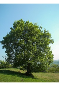 Érable champêtre - Acer campestre - Haie champetre  - Pepiniere Alsace - Vegetal Local Nord Est - Bio - Jardin forêt comestible - fruitier - permaculture