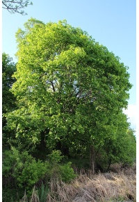 Érable plane - Acer platanoides  - Haie champetre  - Pepiniere Alsace - Vegetal Local Nord Est - Bio - Jardin forêt comestible - fruitier - permaculture