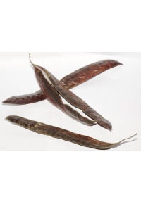 Févier d’Amérique - Gleditsia triacanthos - Haie champetre  - Pepiniere Alsace - Vegetal Local Nord Est - Bio - Jardin forêt comestible - fruitier - permaculture