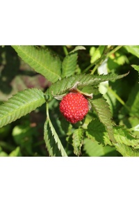 Framboisier Fraise Japonais - Rubus illecebrosus - Haie champetre  - Pepiniere Alsace - Vegetal Local Nord Est - Bio - Jardin forêt comestible - fruitier - permaculture