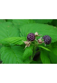 Framboisier 'Glen Coe' - Rubus idaeus - Haie champetre  - Pepiniere Alsace - Vegetal Local Nord Est - Bio - Jardin forêt comestible - fruitier - permaculture