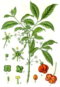 Fusain d’Europe - Euonymus europeaus - Haie champetre  - Pepiniere Alsace - Vegetal Local Nord Est - Bio - Jardin forêt comestible - fruitier - permaculture