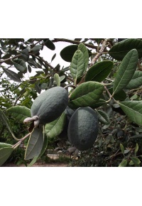 Goyavier du Brésil 'Apollo' - Feijoa sellowiana - Haie champetre  - Pepiniere Alsace - Vegetal Local Nord Est - Bio - Jardin forêt comestible - fruitier - permaculture