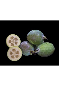 Goyavier du Brésil (variété commune) - Feijoa sellowiana  - Haie champetre  - Pepiniere Alsace - Vegetal Local Nord Est - Bio - Jardin forêt comestible - fruitier - permaculture