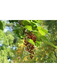 Idésia - Idesia polycarpa  - Haie champetre  - Pepiniere Alsace - Vegetal Local Nord Est - Bio - Jardin forêt comestible - fruitier - permaculture
