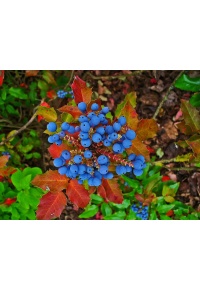 Mahonia à feuilles de houx - Berberis aquifolium - Haie champetre  - Pepiniere Alsace - Vegetal Local Nord Est - Bio - Jardin forêt comestible - fruitier - permaculture