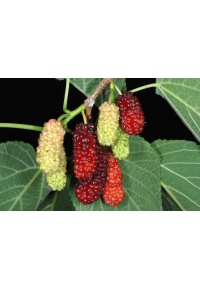 Mûrier rouge - Morus rubra - Haie champetre  - Pepiniere Alsace - Vegetal Local Nord Est - Bio - Jardin forêt comestible - fruitier - permaculture