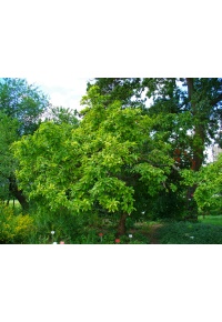 Néflier - Crataegus germanica - Haie champetre  - Pepiniere Alsace - Vegetal Local Nord Est - Bio - Jardin forêt comestible - fruitier - permaculture