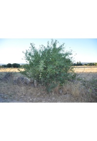 Nerprun purgatif - Rhamnus cathartica - Haie champetre  - Pepiniere Alsace - Vegetal Local Nord Est - Bio - Jardin forêt comestible - fruitier - permaculture