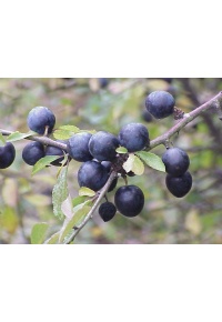 Prunellier - Prunus spinosa - Haie champetre  - Pepiniere Alsace - Vegetal Local Nord Est - Bio - Jardin forêt comestible - fruitier - permaculture