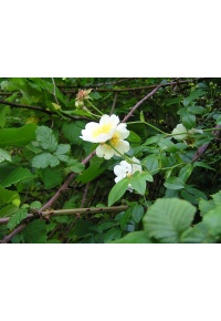 Rosier des champs - Rosa arvensis - Haie champetre  - Pepiniere Alsace - Vegetal Local Nord Est - Bio - Jardin forêt comestible - fruitier - permaculture