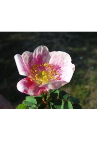 Rosier pimprenelle - Rosa spinosissima - Haie champetre  - Pepiniere Alsace - Vegetal Local Nord Est - Bio - Jardin forêt comestible - fruitier - permaculture