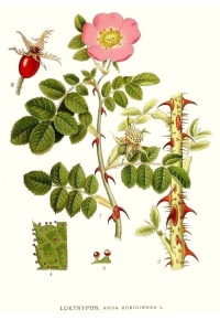 Rosier rouillé - Rosa rubiginosa - Haie champetre  - Pepiniere Alsace - Vegetal Local Nord Est - Bio - Jardin forêt comestible - fruitier - permaculture